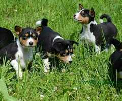 Basenji štenci dostupni