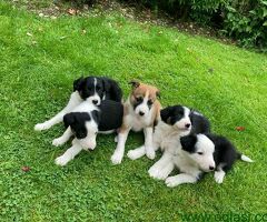 Merle border collie štenci spremni