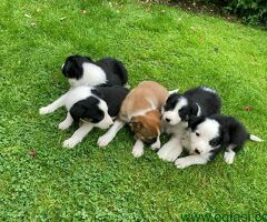 Merle border collie štenci spremni