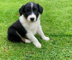 Merle border collie štenci spremni