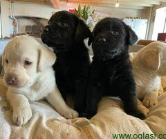 Nabavite štence labradora MUŠKO I ŽENSKO
