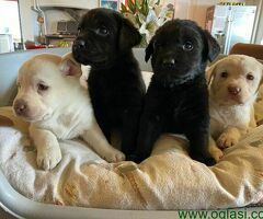 Nabavite štence labradora MUŠKO I ŽENSKO