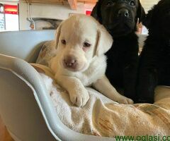 Nabavite štence labradora MUŠKO I ŽENSKO
