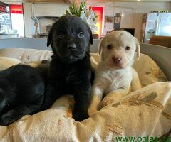 Nabavite štence labradora MUŠKO I ŽENSKO