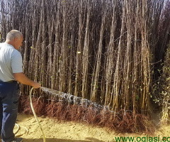 Trogodisnje i dvogodisnje vocne sadnice već od 150 din