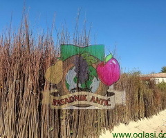 Trogodisnje i dvogodisnje vocne sadnice već od 150 din - 6