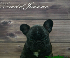 Francuski buldozi štenci - 6