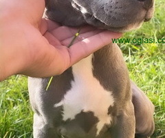Pitbull Blueline & Lilac
