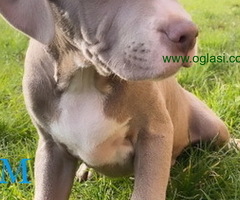 Pitbull Blueline & Lilac