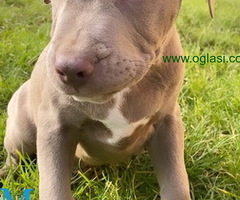 Pitbull Blueline & Lilac