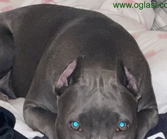 Pitbull Blueline & Lilac