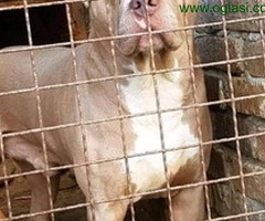 Pitbull Blueline & Lilac - 6