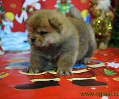 U ponudi štenad ČAU ČAU, sa kompletnom dokumentacijom - 6