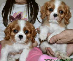 CAVALIER KING CHARLES  spaniel štenci