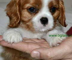CAVALIER KING CHARLES  spaniel štenci