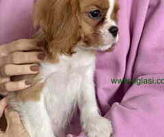 CAVALIER KING CHARLES  spaniel štenci