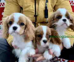 CAVALIER KING CHARLES  spaniel štenci
