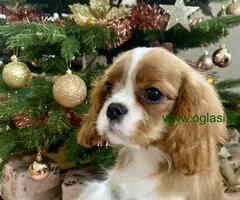 CAVALIER KING CHARLES  spaniel štenci