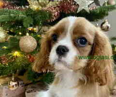 CAVALIER KING CHARLES  spaniel štenci - 6