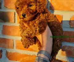 Dostupni stenci PUDLE  iz registrovane odgajivacnice Pom Hash Stars - 6