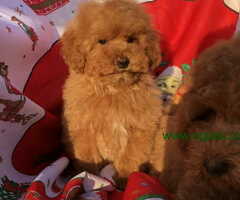 PUDLE spremne za preuzimanje - 6