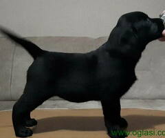 Odgajivacnica Labradora "STEP FROM DREAMS" FCI 6240 predstavlja svoje novo leglo Crni stenci
