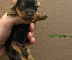 YORKI TERIER stenci - 6