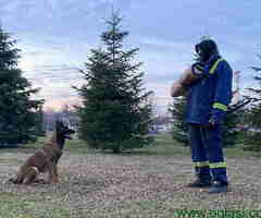 ŠTENCI  MALINOA ŠAMPIONSKOG POREKLA - TRAZE DOM - 6