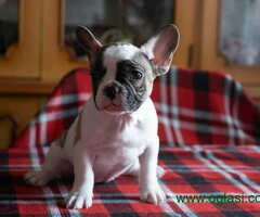 FRANCUSKI BULDOG -  jedna zenkica i tri muzjaka, - 6