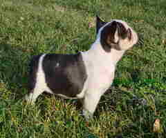 U ponudi Francuski Buldozi, moguća je dostava na kucnu adresu, - 6