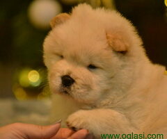 CHOW-CHOW stenci spremni da pronadju svoj novi dom