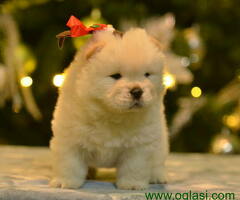 CHOW-CHOW stenci spremni da pronadju svoj novi dom