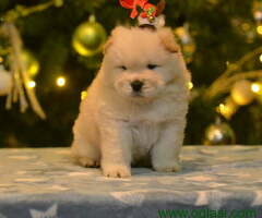 CHOW-CHOW stenci spremni da pronadju svoj novi dom - 6