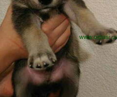 Na prodaju 4 ženke I 3 mužjaka VUČJEG PSA - 6