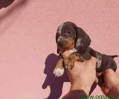 Egzoticni mini Jazavicari - 6