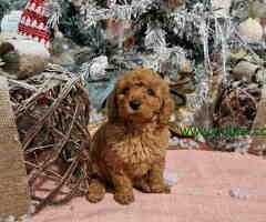 Tamno aprikot stenci PATULJASTE PUDLE  spremni za preuzimanje - 6