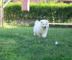 U ponudi štenci SAMOJEDA izuzetnog porekla! - 6