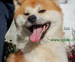 Akita inu- japanska akita