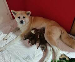 Akita inu- japanska akita