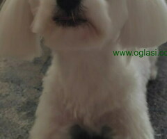 Mini MALTEZERI  - dve devojcice i jedan decak,  traze novi dom. - 6