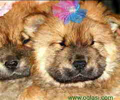 Na prodaju štenci CHOW CHOW,