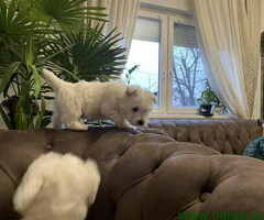 Na prodaju štenci ZAPADNOŠKOTSKOG TERIJERA – WESTIE - 6