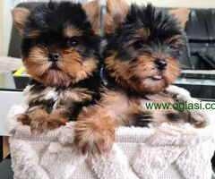 Mini JORKSIRSKI TERIJERI spremni za preuzimanje, - 6