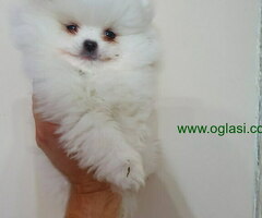 Pomeranci medvedici BOO  bele boje - 6