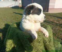 Stenci BERNARDINACA,  spremni za preuzimanje - 6