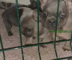 Na prodaju stenci Francuskog buldoga egzoticne boje. - 6