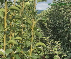 Dvogodisnje sadnice kalemljenog oraha - Rasadnik Antić - 6