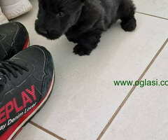 Dostupni stenci SKOTSKOG TERIJERA,  decak i devojcica - 6