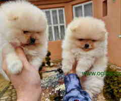Pomeranci BOO iz registrovane odgajivacnice Pom Hash Stars