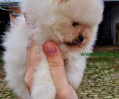 Pomeranci BOO iz registrovane odgajivacnice Pom Hash Stars